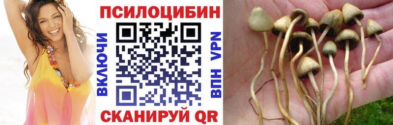 Псилоцибиновые грибы Psilocybe кракен зеркало Гороховец